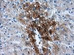 HSD17B10 Antibody in Immunohistochemistry (Paraffin) (IHC (P))