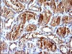 HSD17B4 Antibody in Immunohistochemistry (Paraffin) (IHC (P))