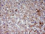 HSD17B4 Antibody in Immunohistochemistry (Paraffin) (IHC (P))