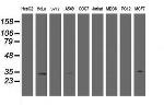 HSD17B8 Antibody in Western Blot (WB)