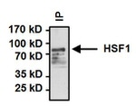 HSF1 Antibody in Immunoprecipitation (IP)