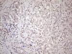 HSF2 Antibody in Immunohistochemistry (Paraffin) (IHC (P))