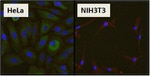 HSP27 Antibody in Immunocytochemistry (ICC/IF)