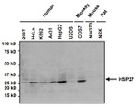 HSP27 Antibody in Western Blot (WB)