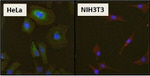 HSP27 Antibody in Immunocytochemistry (ICC/IF)
