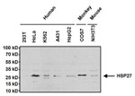 HSP27 Antibody in Western Blot (WB)