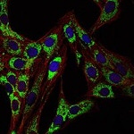 HSP60 Antibody in Immunocytochemistry (ICC/IF)