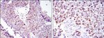 HSP60 Antibody in Immunohistochemistry (Paraffin) (IHC (P))