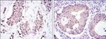 HSP60 Antibody in Immunohistochemistry (Paraffin) (IHC (P))