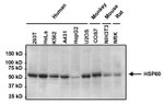 HSP60 Antibody in Western Blot (WB)