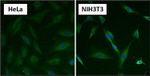 HSC70 Antibody in Immunocytochemistry (ICC/IF)