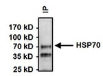 HSC70 Antibody in Immunoprecipitation (IP)