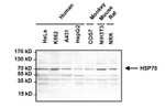 HSC70 Antibody in Western Blot (WB)