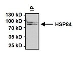 HSP90 beta Antibody in Immunoprecipitation (IP)