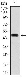 HSP90 alpha Antibody in Western Blot (WB)