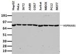 HSP90AB1 (HSP90) Antibody in Western Blot (WB)