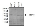 HSP90 alpha Antibody in Western Blot (WB)