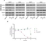 HSP90 alpha Antibody in Western Blot (WB)