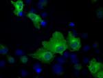 HSPA1A Antibody in Immunocytochemistry (ICC/IF)