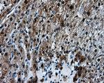 HSPA1A Antibody in Immunohistochemistry (Paraffin) (IHC (P))