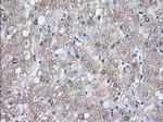 HSPA1A Antibody in Immunohistochemistry (Paraffin) (IHC (P))