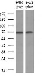 HSPA1A Antibody in Western Blot (WB)