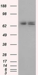 HSPA1A Antibody in Western Blot (WB)