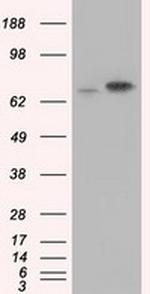 HSPA1A Antibody in Western Blot (WB)