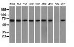 HSPA1A Antibody in Western Blot (WB)