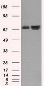 HSPA1A Antibody in Western Blot (WB)