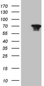 HSPA1L Antibody in Western Blot (WB)