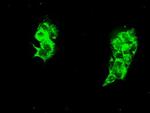 HSPA9 Antibody in Immunocytochemistry (ICC/IF)