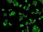 HSPA9 Antibody in Immunocytochemistry (ICC/IF)