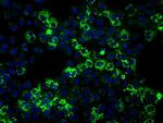 HSPA9 Antibody in Immunocytochemistry (ICC/IF)