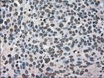 HSPA9 Antibody in Immunohistochemistry (Paraffin) (IHC (P))