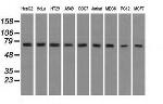 HSPA9 Antibody in Western Blot (WB)