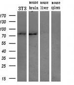 HSPA9 Antibody in Western Blot (WB)