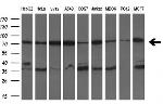 HSPA9 Antibody in Western Blot (WB)