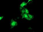 HSPBP1 Antibody in Immunocytochemistry (ICC/IF)