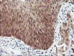 HSPBP1 Antibody in Immunohistochemistry (Paraffin) (IHC (P))