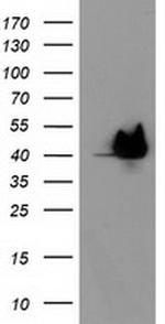 HSPBP1 Antibody in Western Blot (WB)