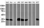 HSPBP1 Antibody in Western Blot (WB)