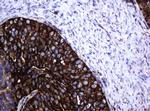 Hsp60 (HSPD1) Antibody in Immunohistochemistry (Paraffin) (IHC (P))