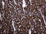 Hsp60 (HSPD1) Antibody in Immunohistochemistry (Paraffin) (IHC (P))