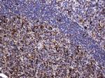 Hsp60 (HSPD1) Antibody in Immunohistochemistry (Paraffin) (IHC (P))