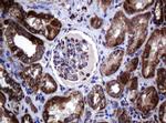 Hsp60 (HSPD1) Antibody in Immunohistochemistry (Paraffin) (IHC (P))