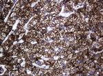 Hsp60 (HSPD1) Antibody in Immunohistochemistry (Paraffin) (IHC (P))