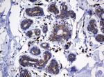 Hsp60 (HSPD1) Antibody in Immunohistochemistry (Paraffin) (IHC (P))