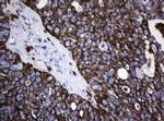 Hsp60 (HSPD1) Antibody in Immunohistochemistry (Paraffin) (IHC (P))