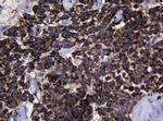 Hsp60 (HSPD1) Antibody in Immunohistochemistry (Paraffin) (IHC (P))